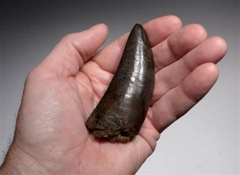 t. rex tooth. for sale